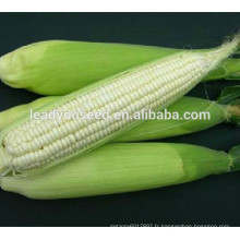 MCO02 Graines de maïs blanc hybride à haut rendement Keba, graines de maïs glutineux
